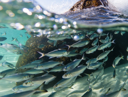 BalanceOil+, 300 ml, Zinzino